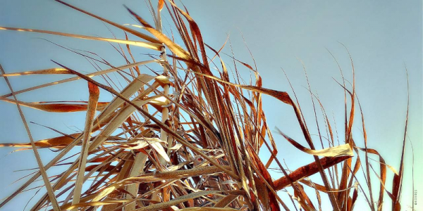 Korres - Φωτογήρανση: Πως να προστατευτούμε με φυσικό τρόπο.